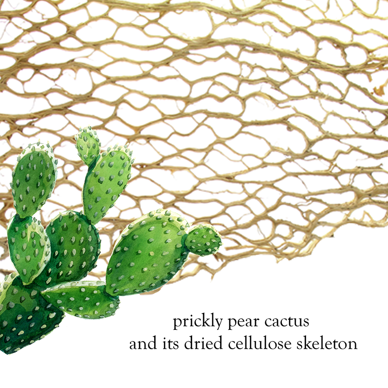 prickly pear cactus skeleton for sale Medium Silver Pointed Teardrop Cactus Skeleton Necklace