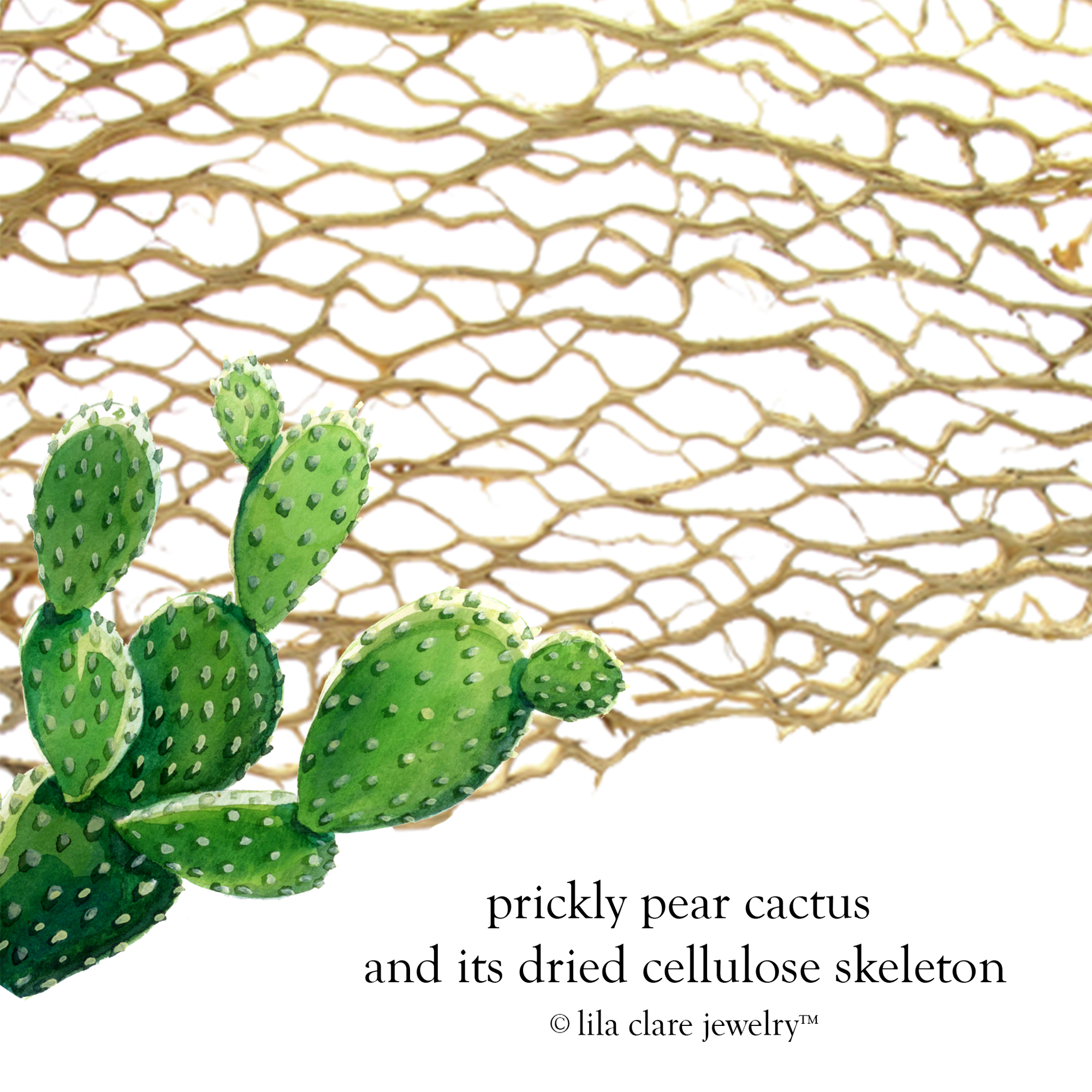 Image of prickly pear cactus with enlarged cellulose cactus skeleton.