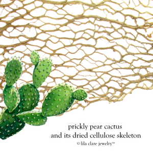 Image of prickly pear cactus with enlarged cellulose cactus skeleton.